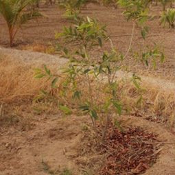 Tree Plantation, Viahraanthiyoga, Palani