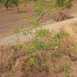 Tree Plantation, Viahraanthiyoga, Palani
